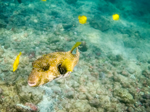 strippedbelly puffer