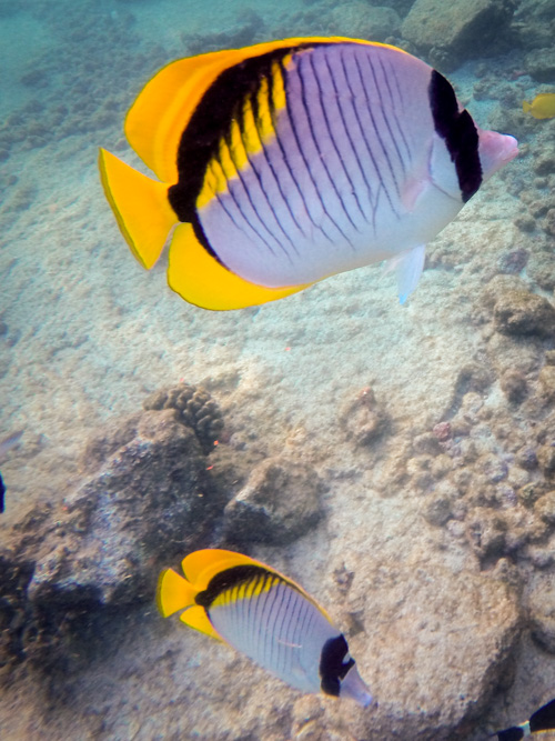 linded butterflyfish