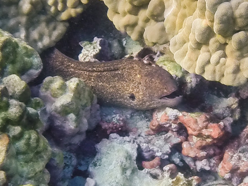 Big Old Moray Eel