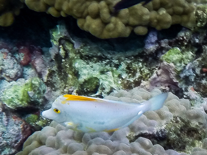 White yellowtang