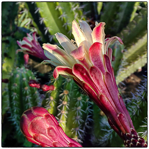 Cactus