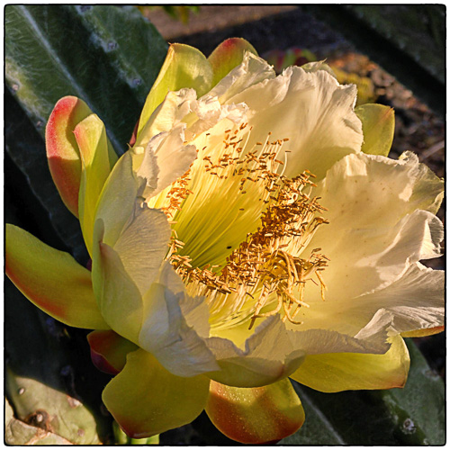 Another Cactus