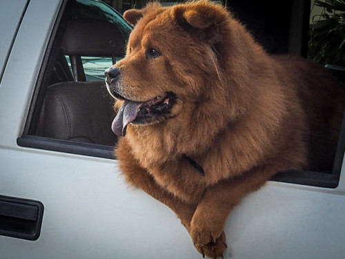 A chow-like doggie.