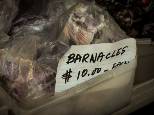 barnacles $10