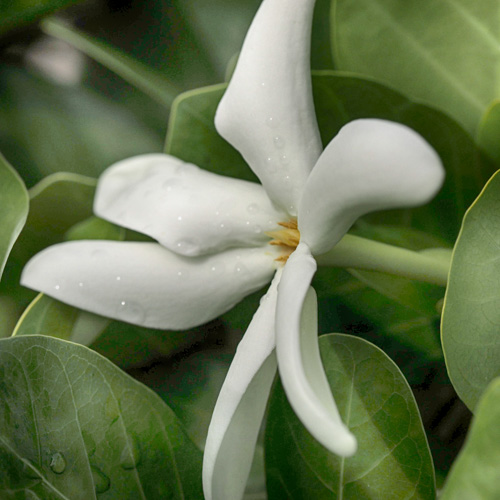 tiare - Gardenia taitensis