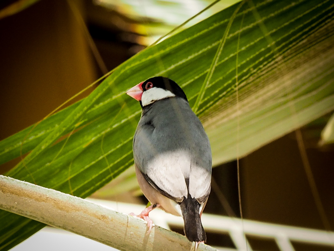 Java finch