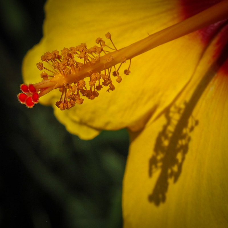Yellow hibiscus - our state flower