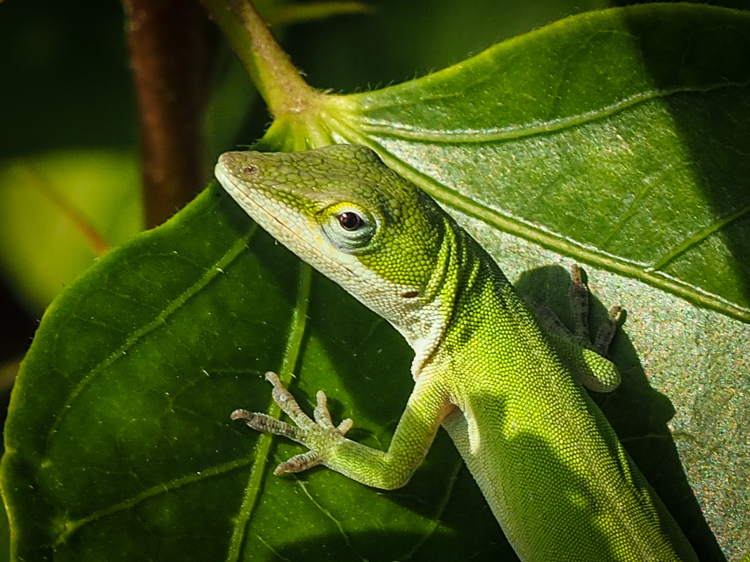 Green Anole - (Anolis carolinensis)