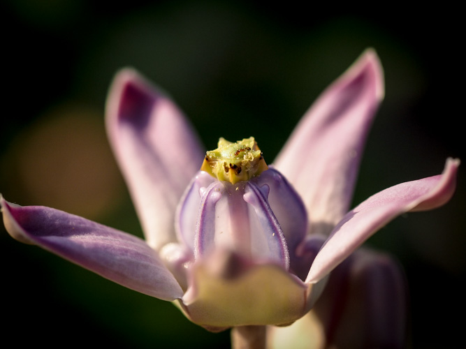 crown flower - sorry doreen - I told you it was a jade flower.