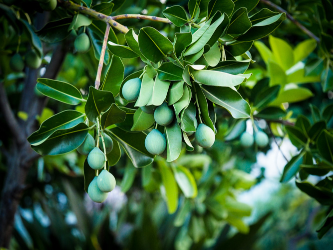 kamani - Calophyllum inophyllum