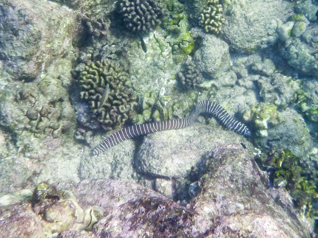 Zebra Moray Eel