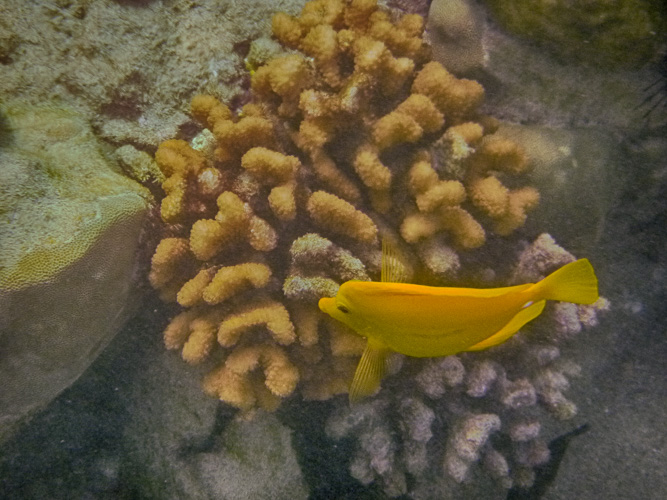 The ever popular yellowtang
