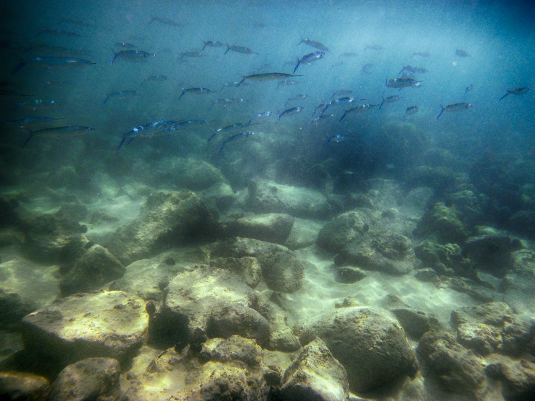 needle fish