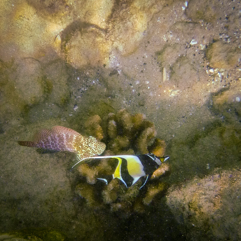spotted coral blenny and morish idol