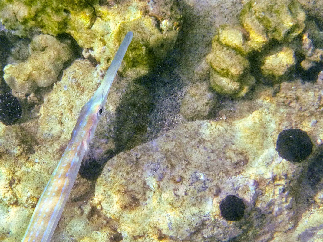 cornet fish