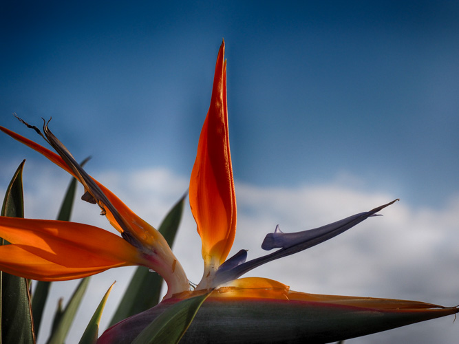 Bird of Paradise