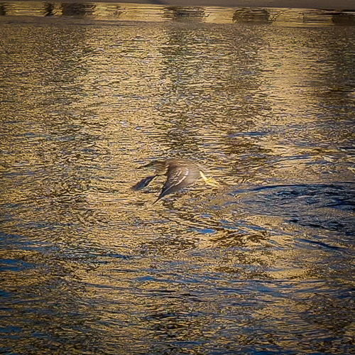 night heron at kamakahona
