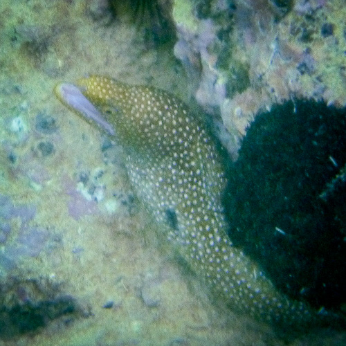 Little moray eel