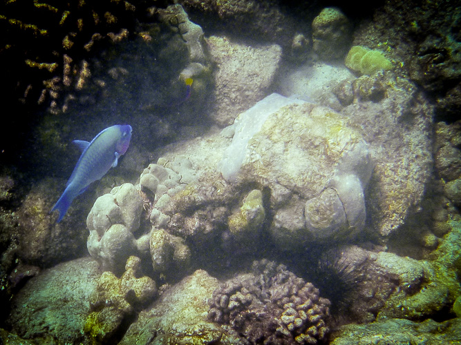 Parrot fish captured with the $99 camera