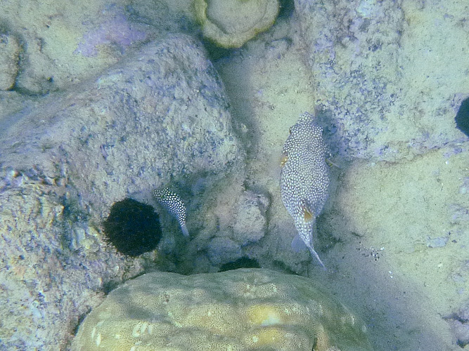 A couple of puffers