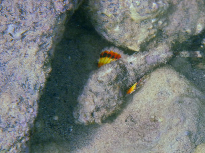 When it moves - it deploys nice red and yellow wings.