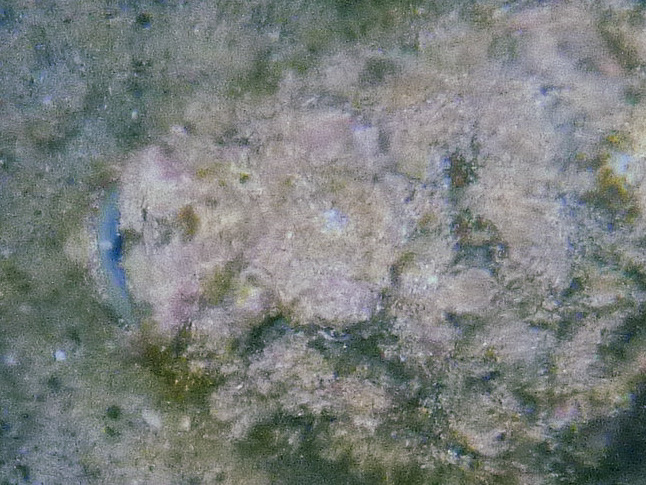 A close crop - you can see the mouth and eye.
