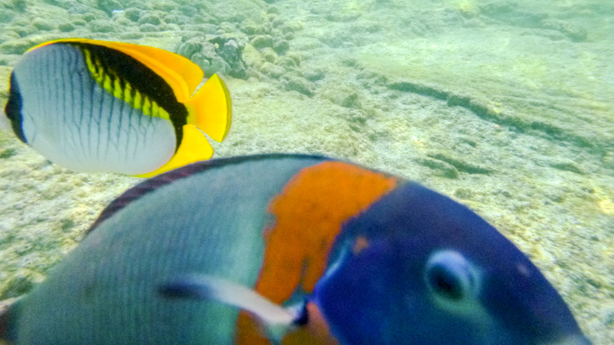 Lined butterfly and terminal phase saddle wrasse.
