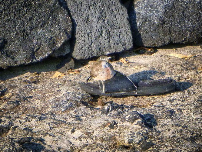 There was an old dove who lived in a slipper by the sea.