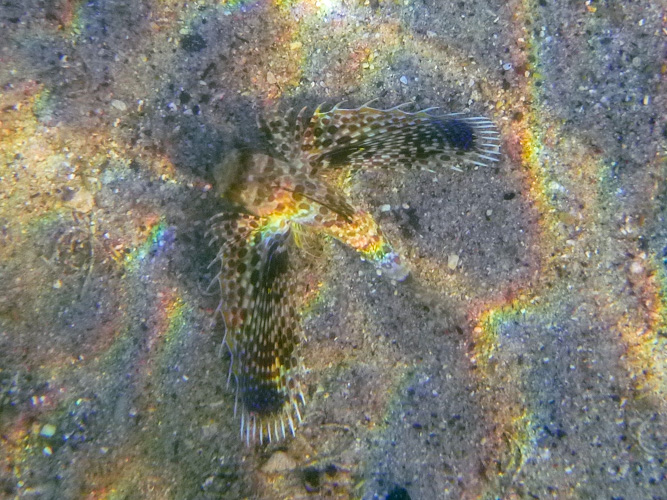 Dactyloptena orientalis - Flying Gurnard
