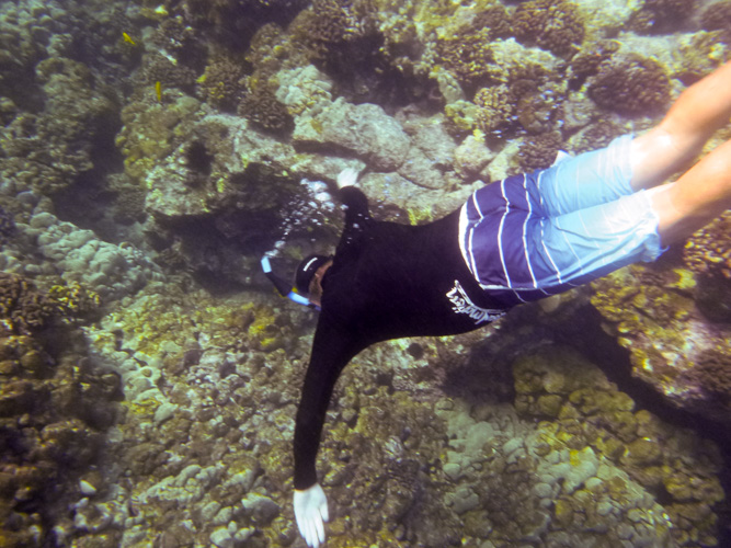 Billy, my snorkeling partner, dives to better hear the whales.