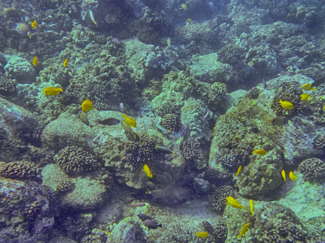 No complaints about the quantity or variety of fish