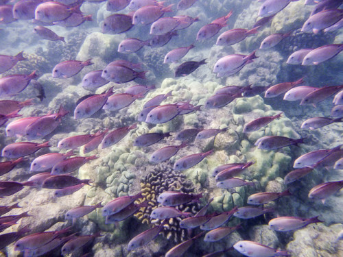 More Lavender Tangs