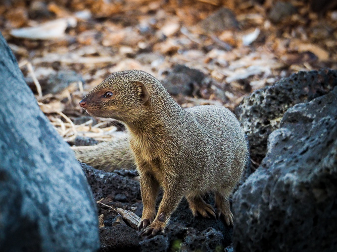 Nope, not a wildlife photographer - mongoose