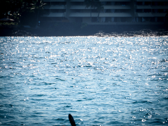See Any Dolphins?