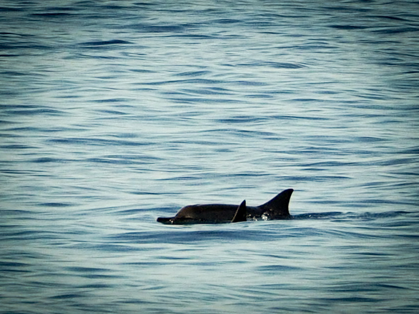 And, at the limits of my new long slow lens - a dolphin.