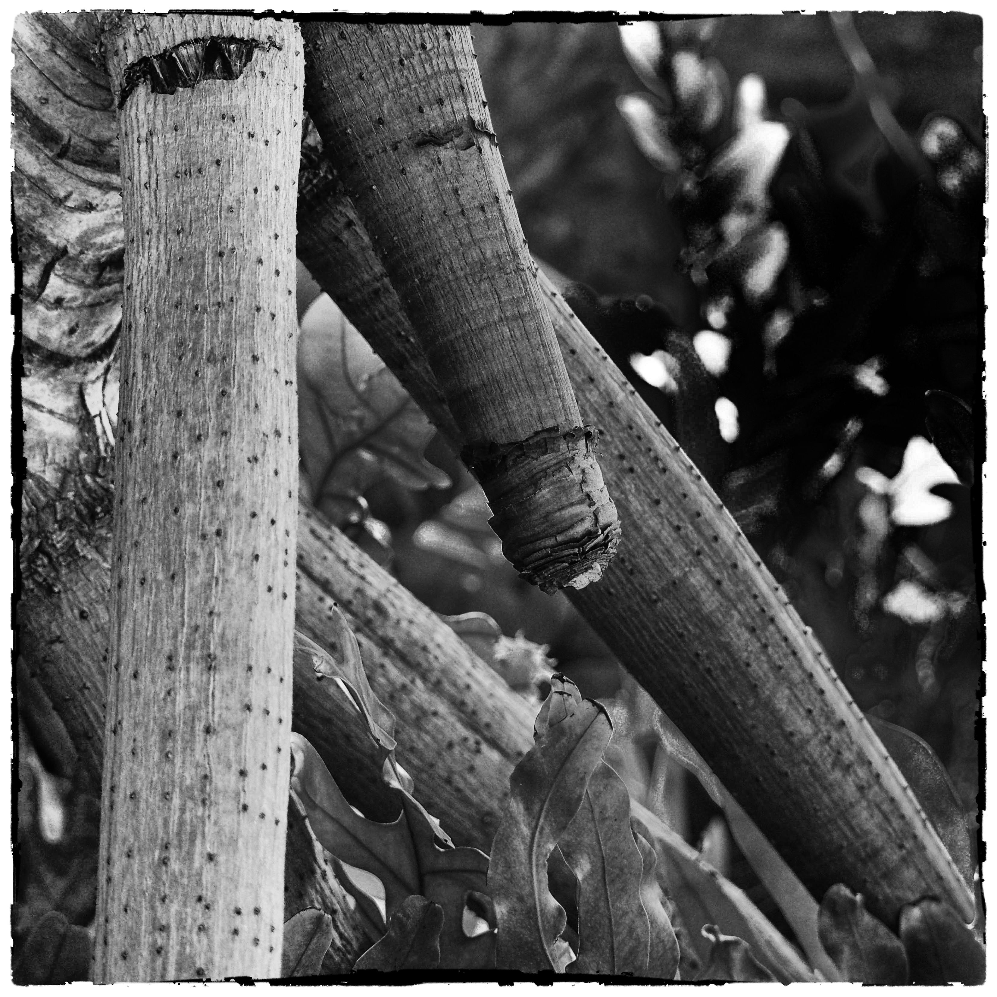 Plant Pornography