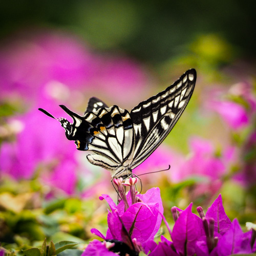 Asian Swallowtail
