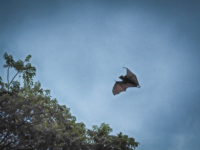 yet another bat
