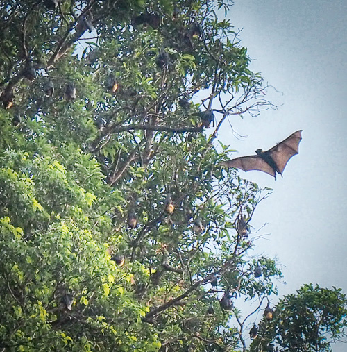 More Bats