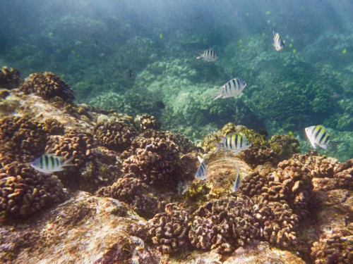 Good light along the reef