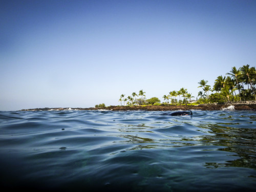 Looking for dolphins