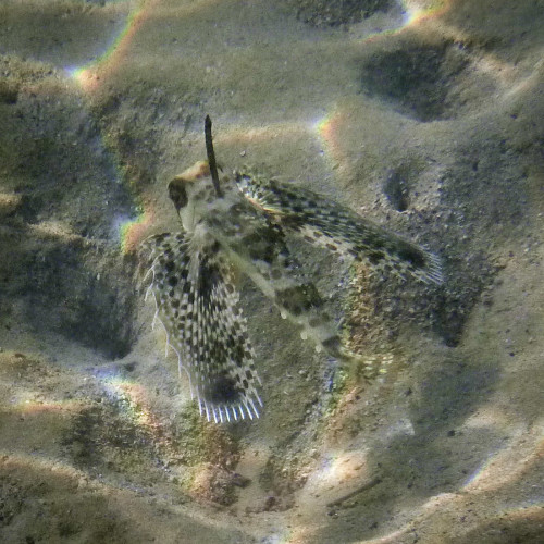 Another flying gurnard
