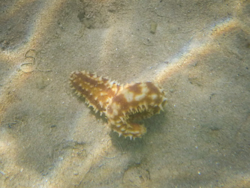 Holothuria hilla - Tiger Tail sea cucumber.