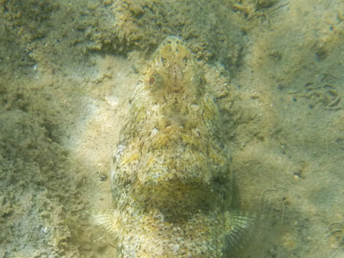 FIsh Eye