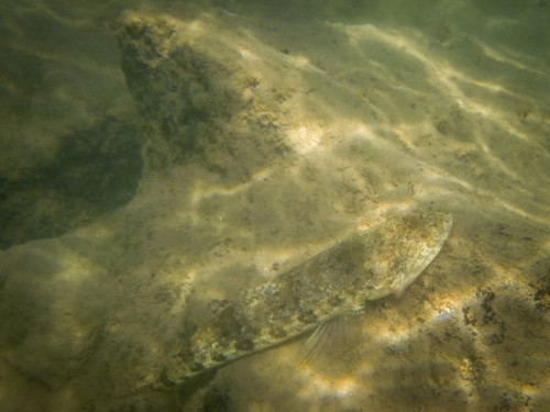 Lizard FIsh