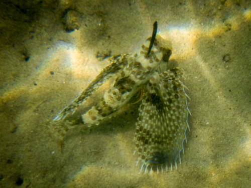 Flying Gurnard
