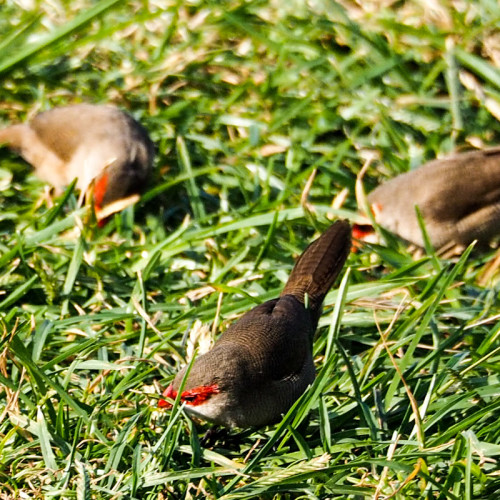 The Common Waxbill