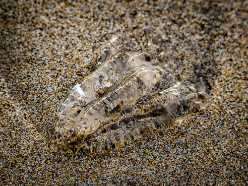 Try don't look so bad on the beach.