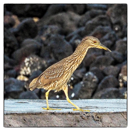 Juvenile Black-Crowned Night Heron