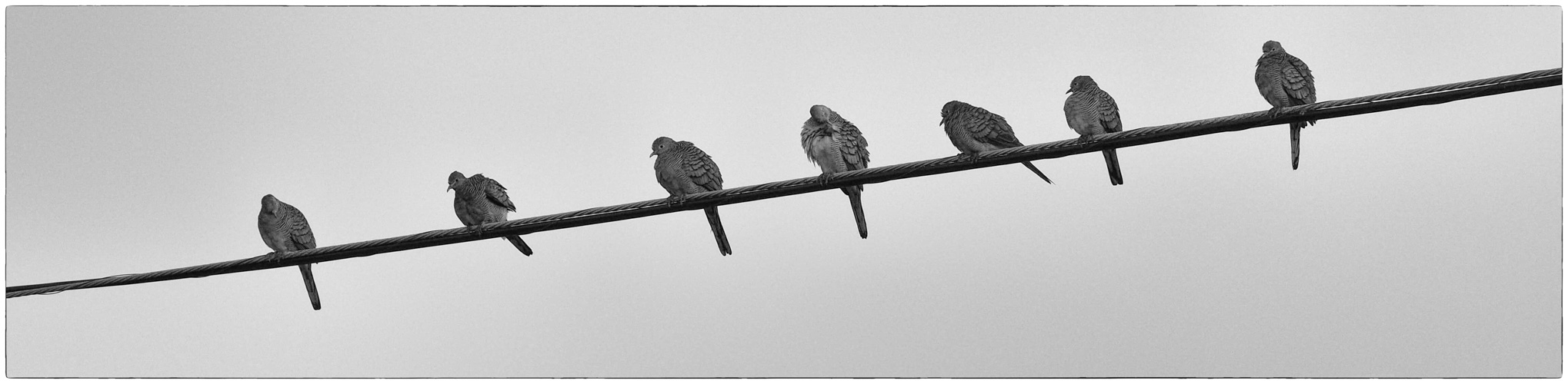 birds at old airport